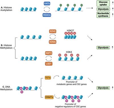 Interplay between epigenetics and metabolism controls cancer stem cell plasticity